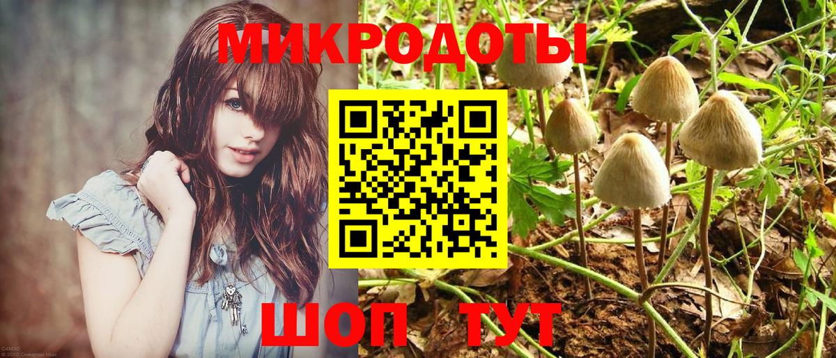 Галлюциногенные грибы Psilocybine cubensis Казань